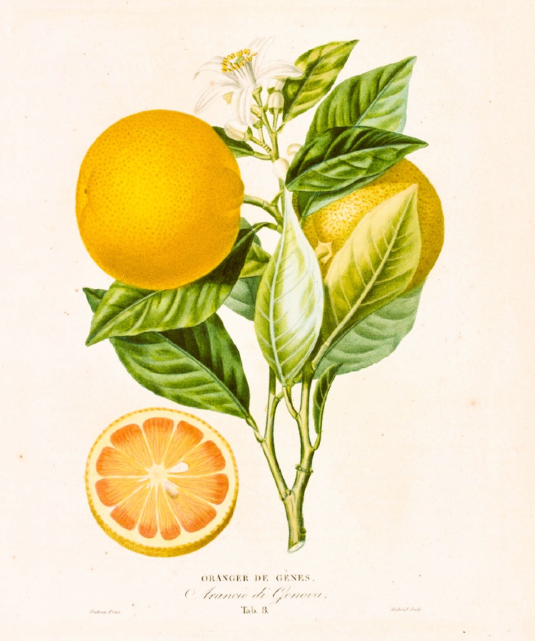 Histoire naturelle des orangers - planche botanique Oranger de Gènes