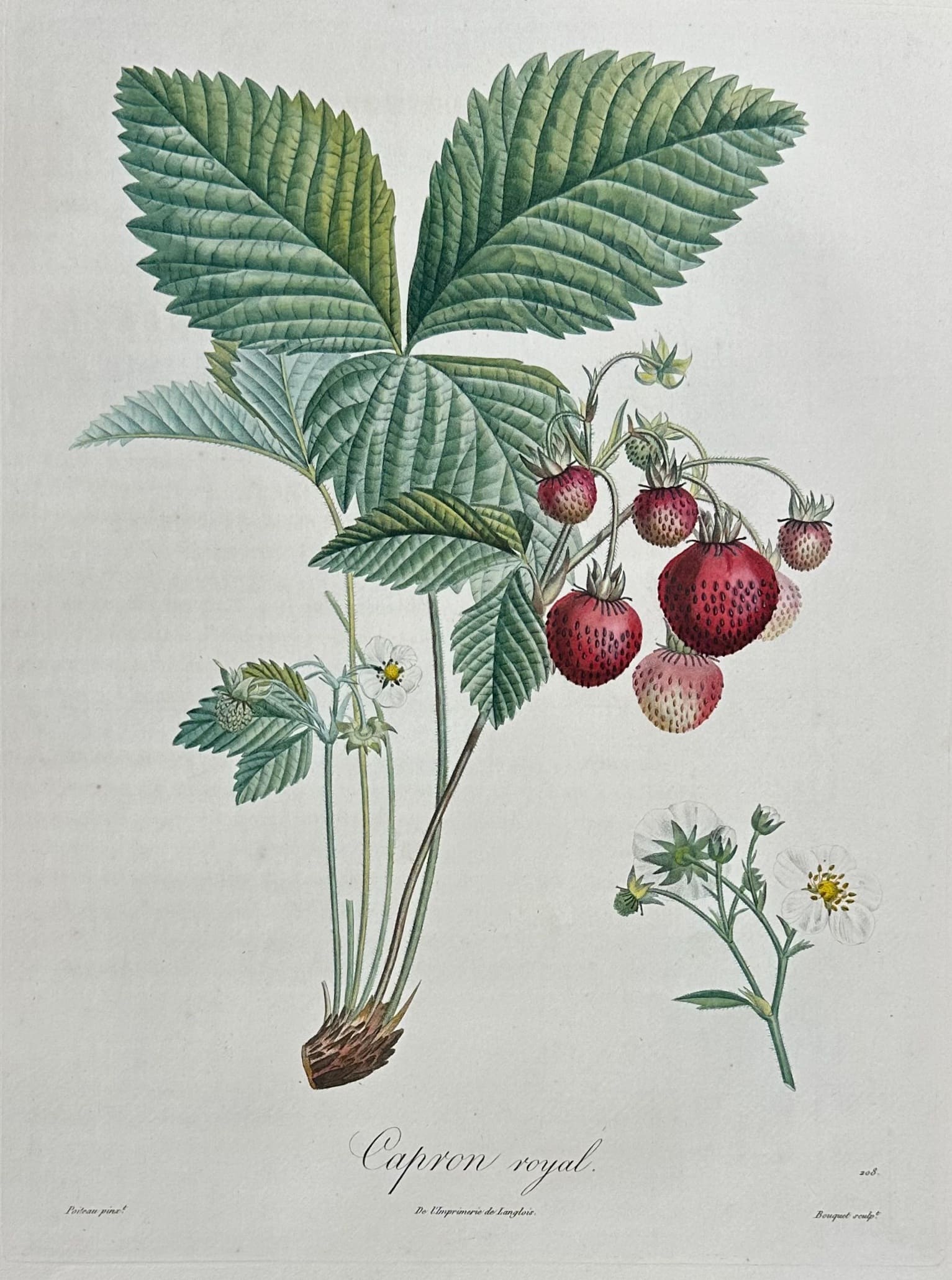 Traité des arbres fruitiers par Poiteau et Turpin - Capron Royal